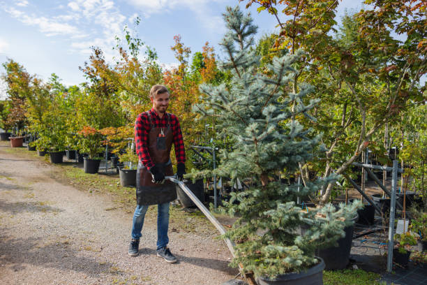 Best Tree Removal Services  in Rocklin, CA